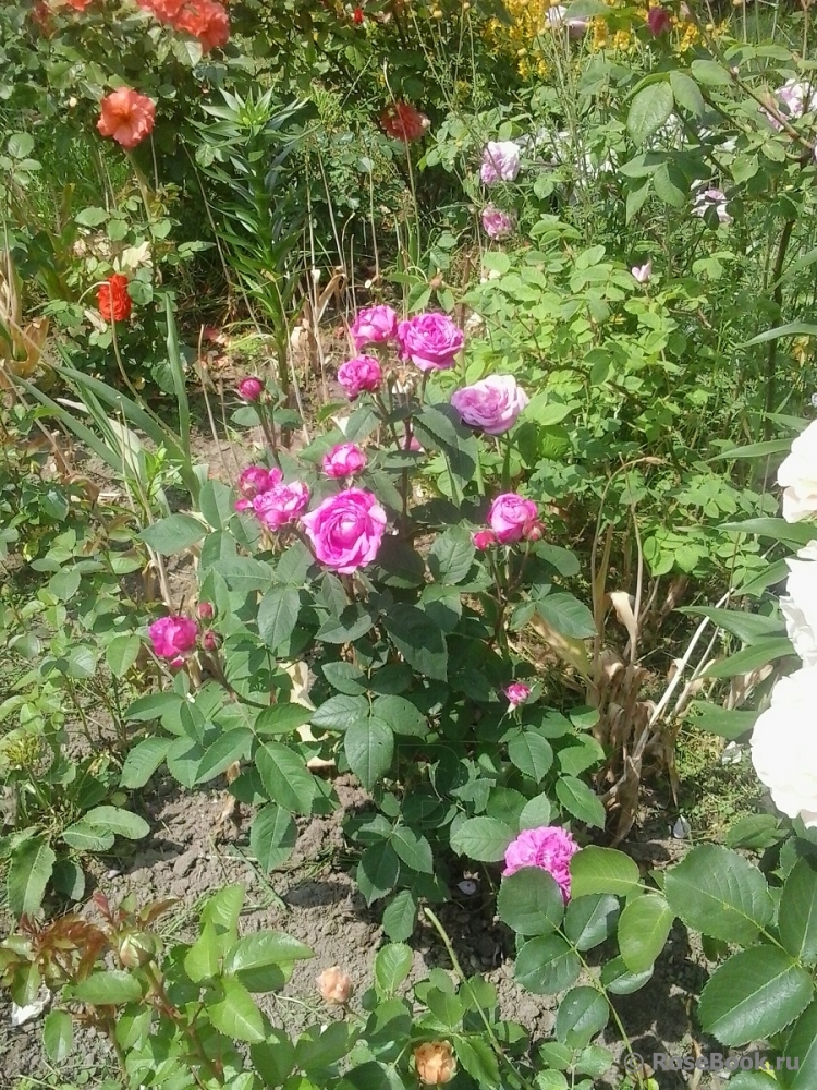 Reine des Violettes