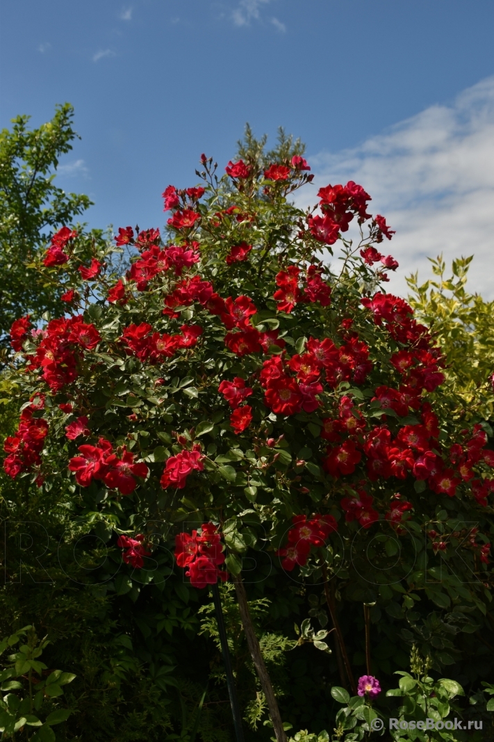 Rouge Meillandecor