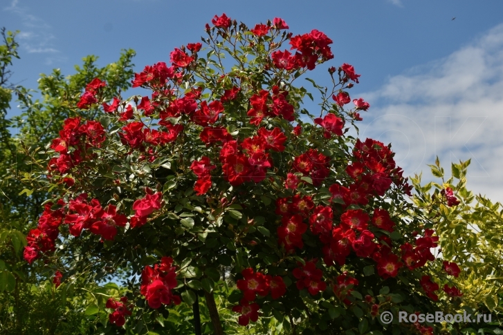 Rouge Meillandecor