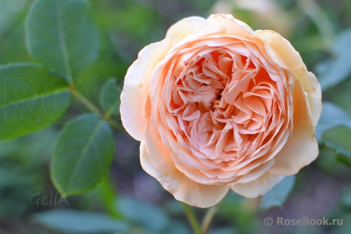 Crown Princess Margareta®