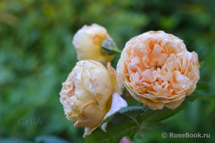 Crown Princess Margareta®