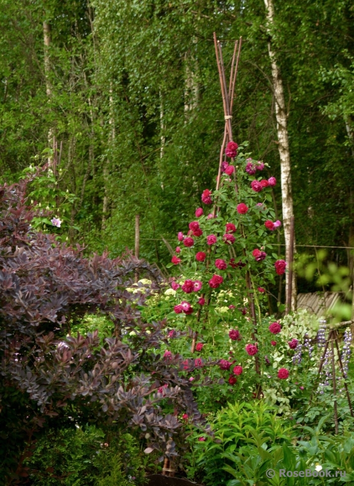 Rosengarten Zweibrücken ®