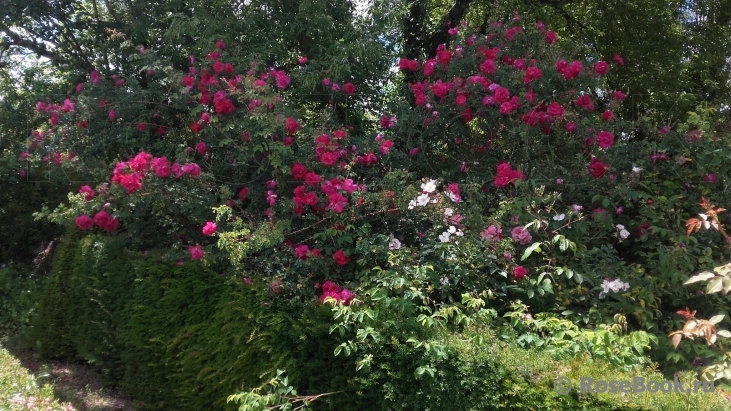 Cerise Bouquet