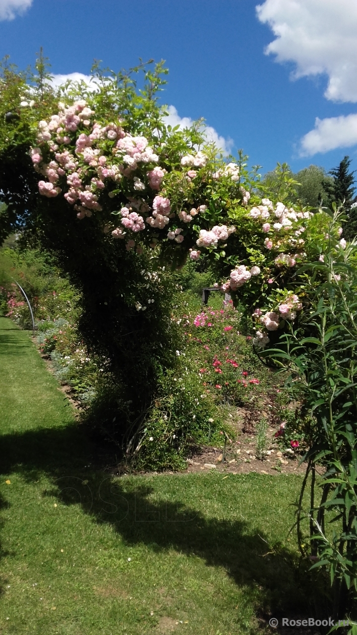 Pink Ghislaine de Féligonde ®