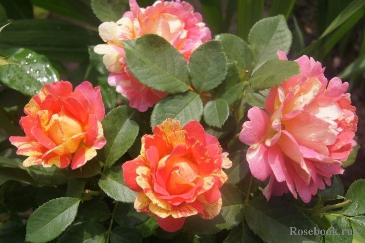 Rose des Cisterciens 