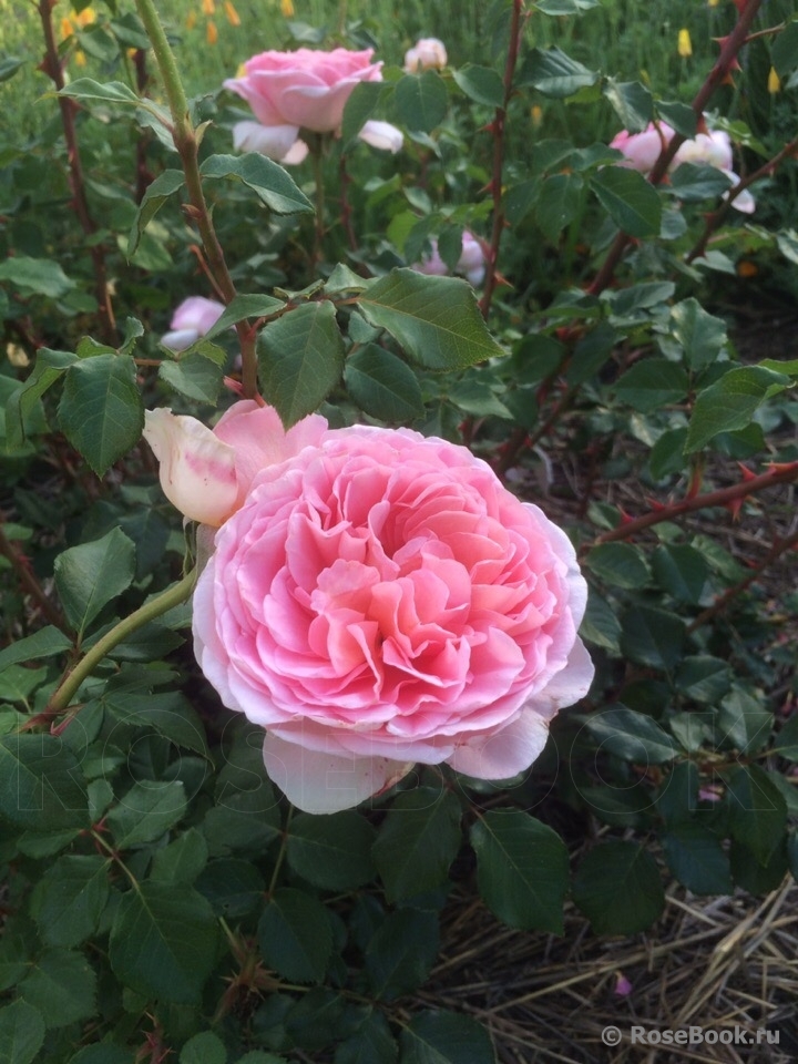 Abraham Darby