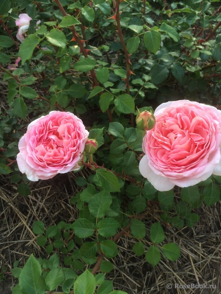 Abraham Darby