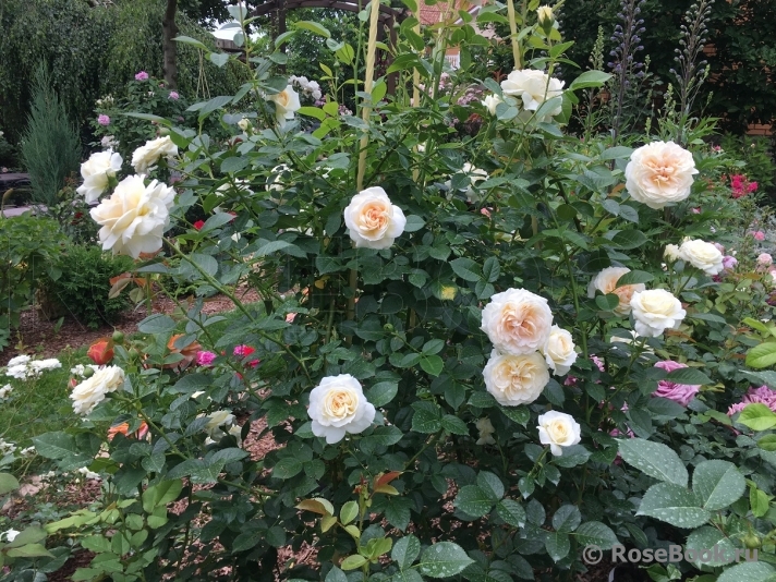 Mon Jardin et Ma Maison