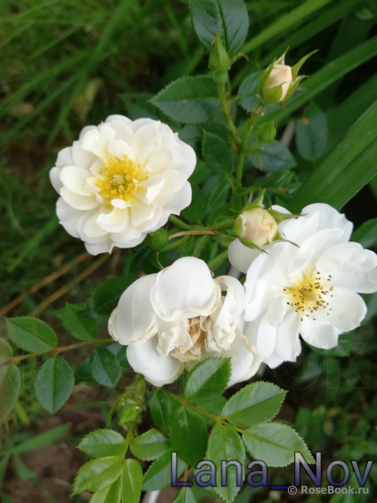 Bees Paradise Rose White