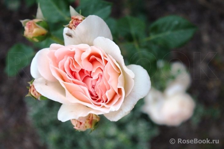 Abraham Darby