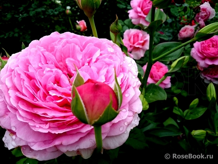 Princess Alexandra of Kent 