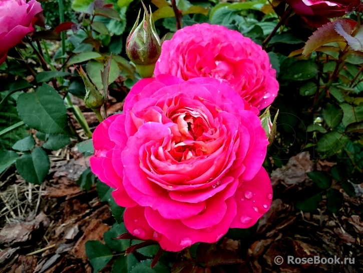 Centenaire de l'Haÿ-les-roses ®