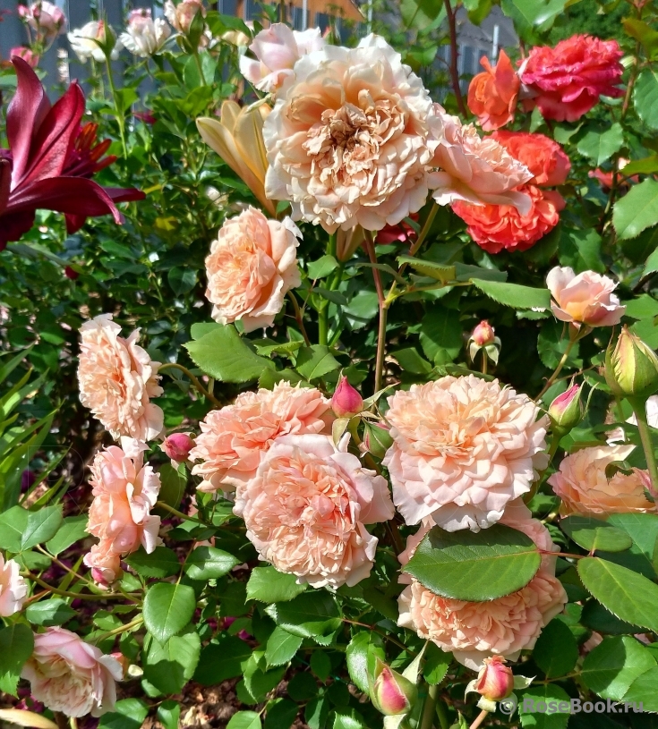 Festival des Jardins de Chaumont