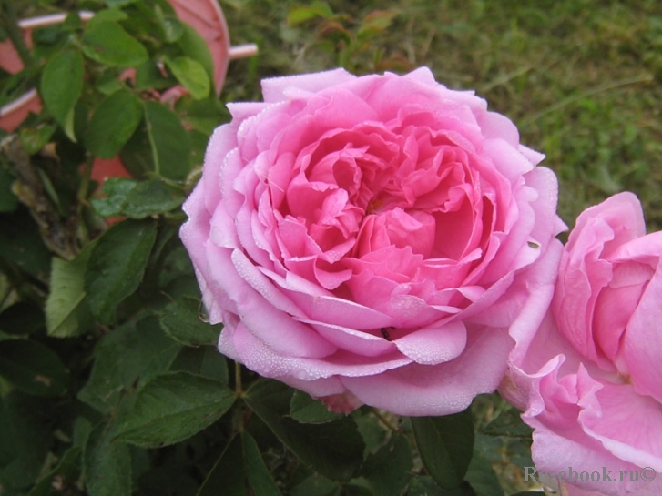 Comte de Chambord