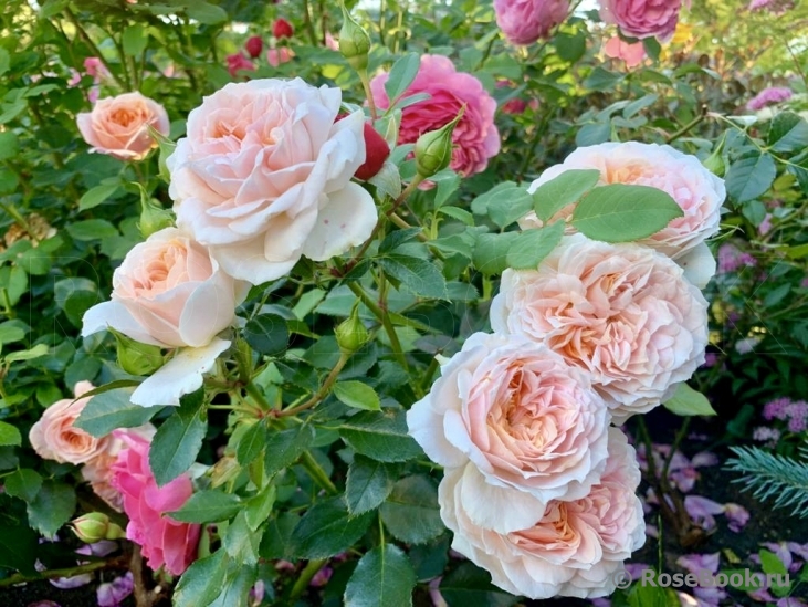 Garden of Roses 