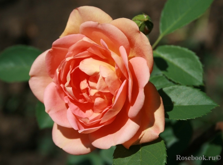 Lady of Shalott 