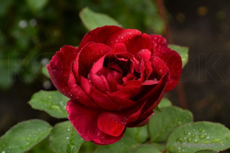 Darcey Bussell 