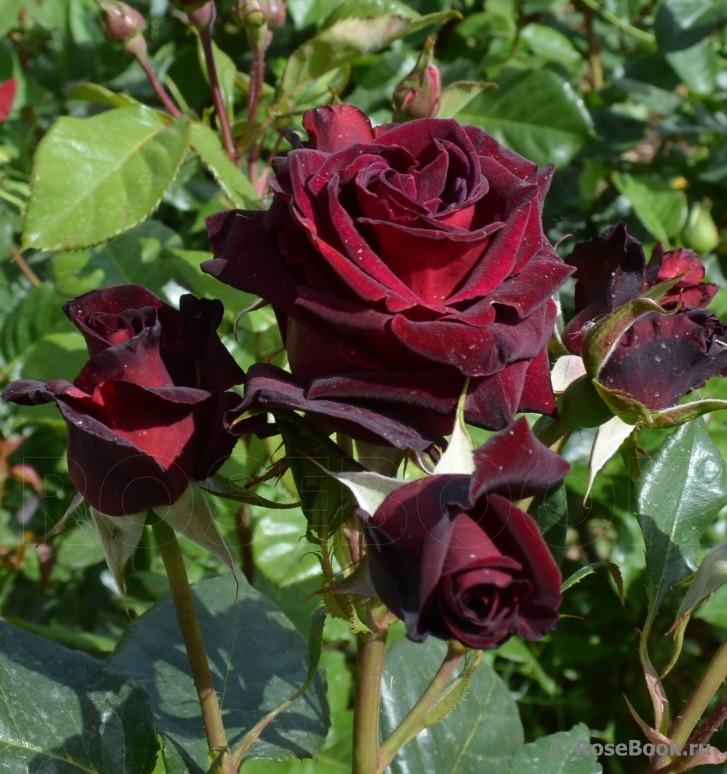 Black Baccara