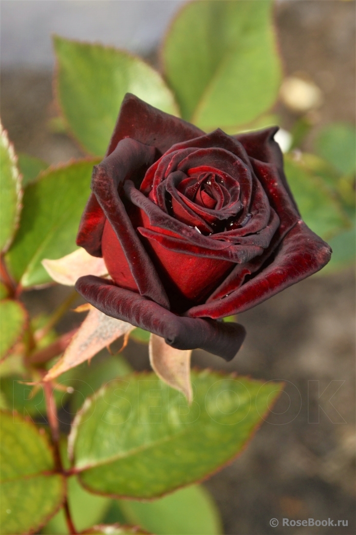 Black Baccara