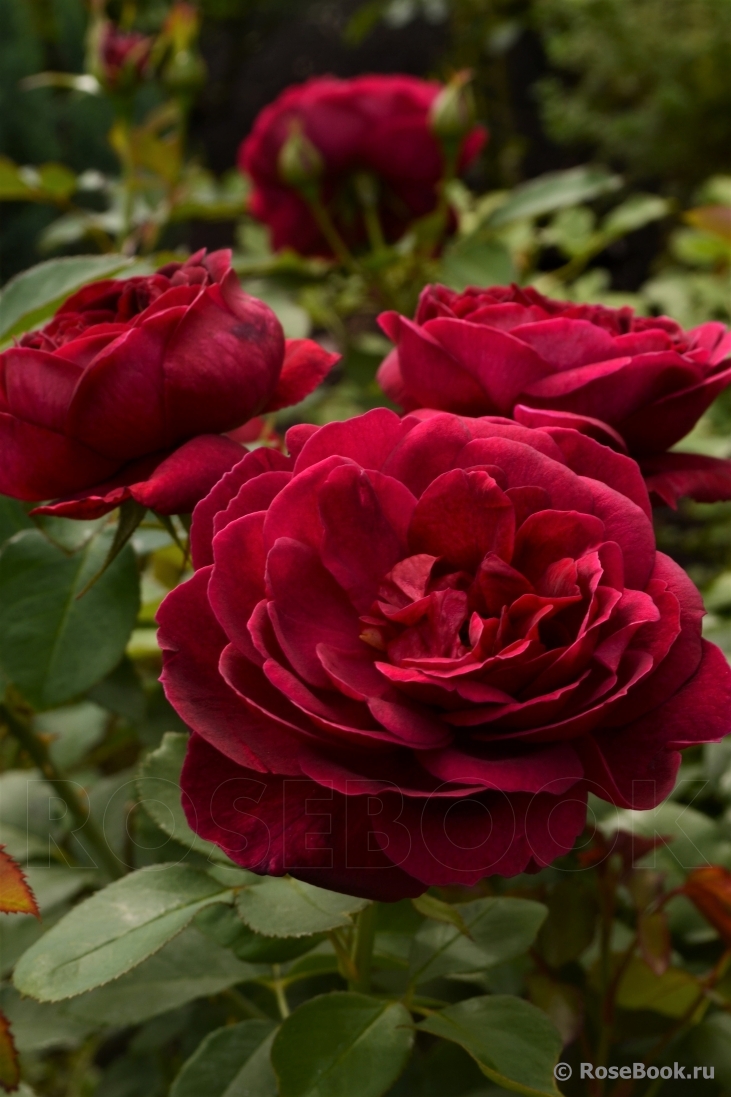 Darcey Bussell 