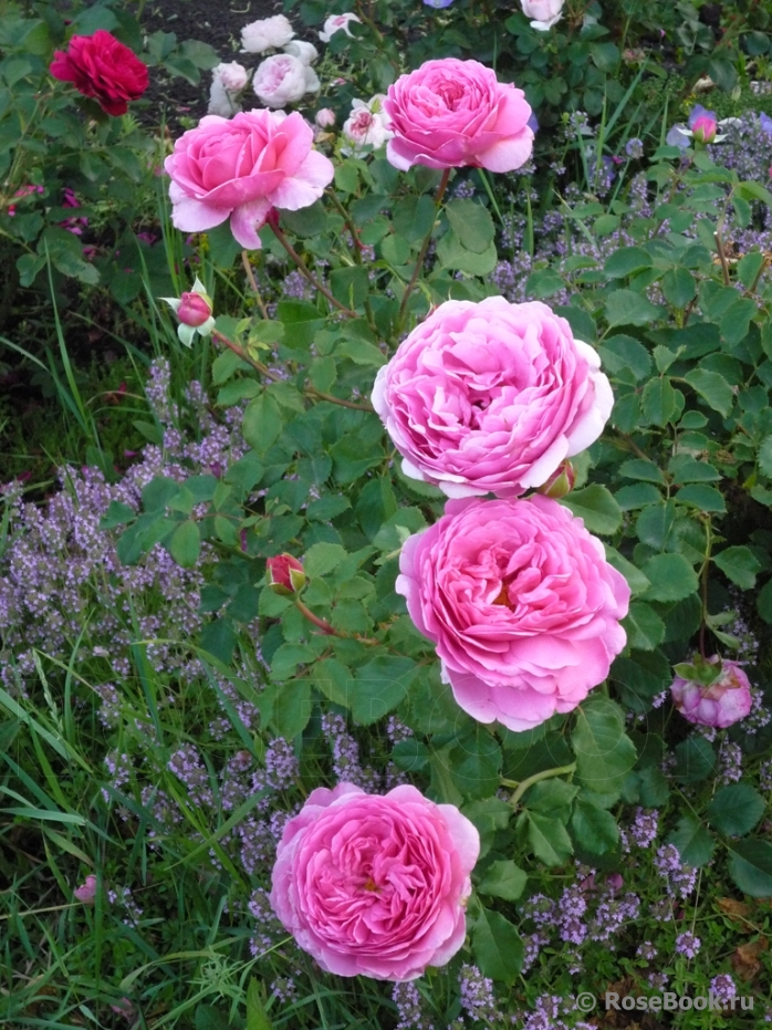 Princess Alexandra of Kent 