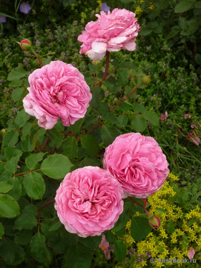 Princess Alexandra of Kent 