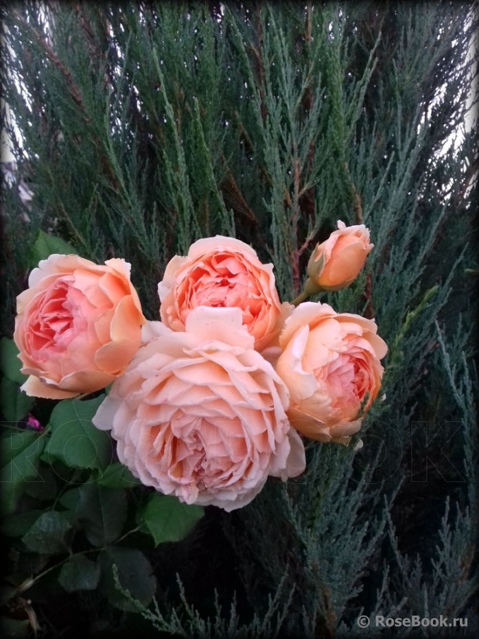 Crown Princess Margareta®