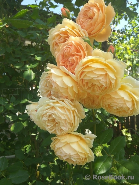 Crown Princess Margareta®