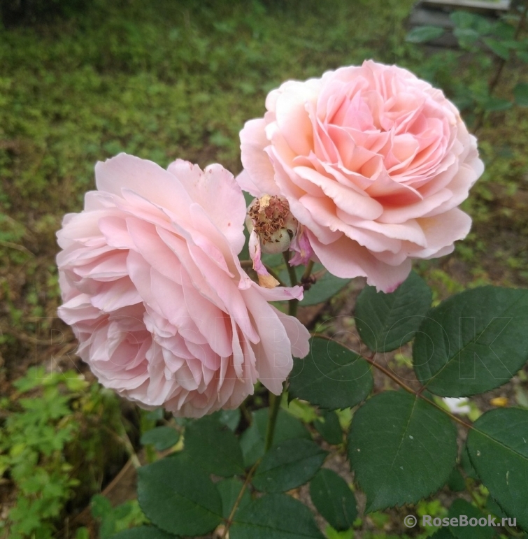 A Shropshire Lad