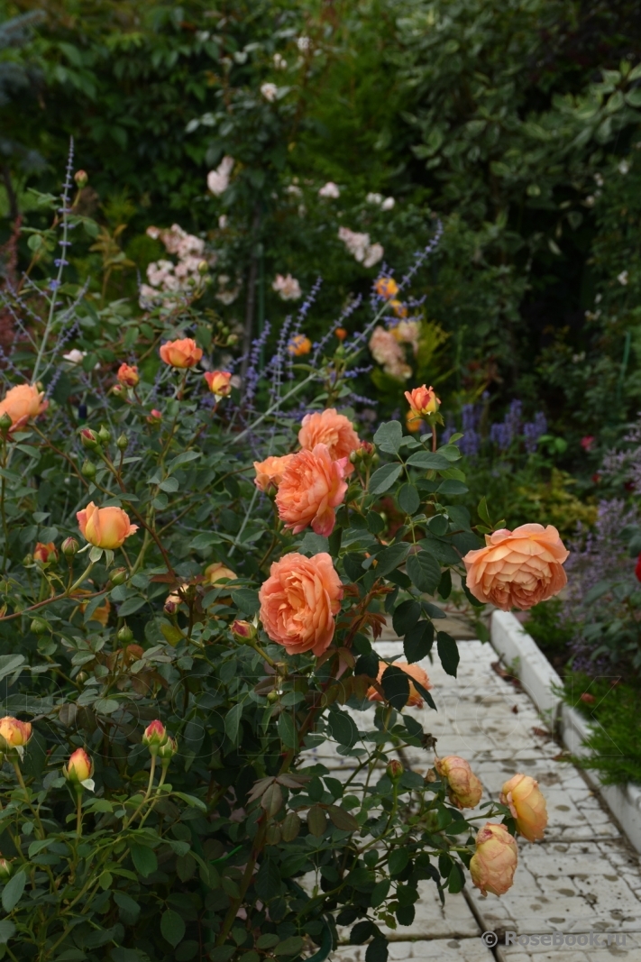 Lady of Shalott 