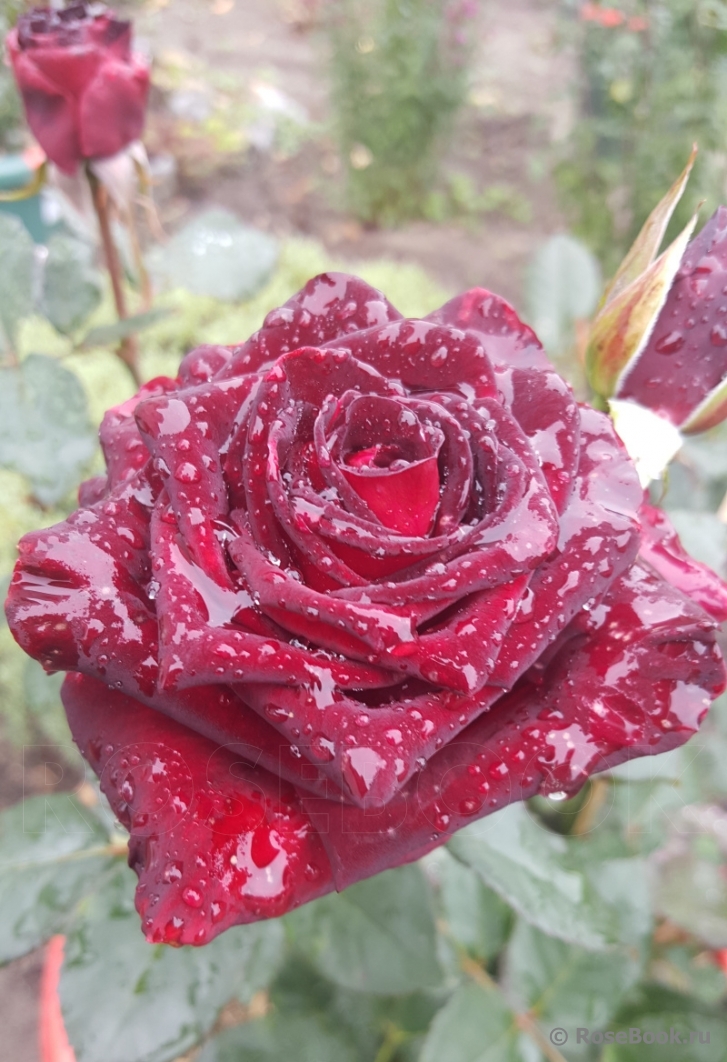 Black Baccara