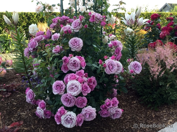 Lavender Flower Circus