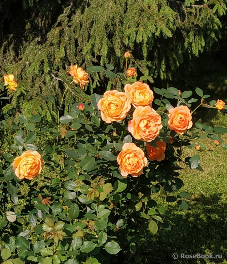 Lady of Shalott 