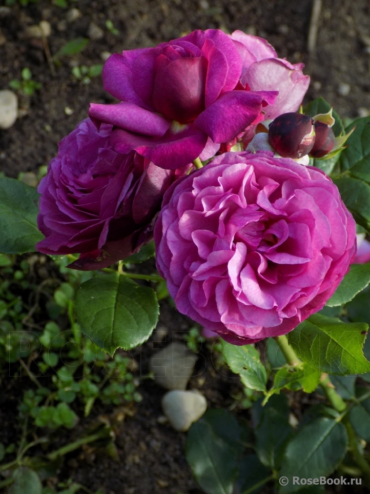 Kaffe Fassett Rose