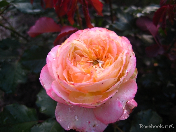 Jardins a Fleur D`eau