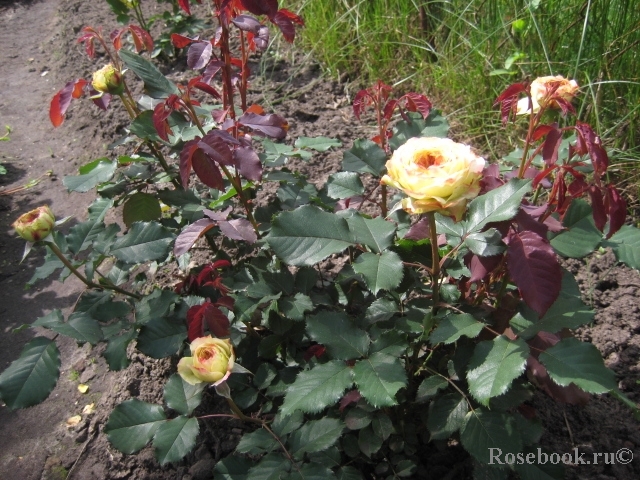 Jardins a Fleur D`eau