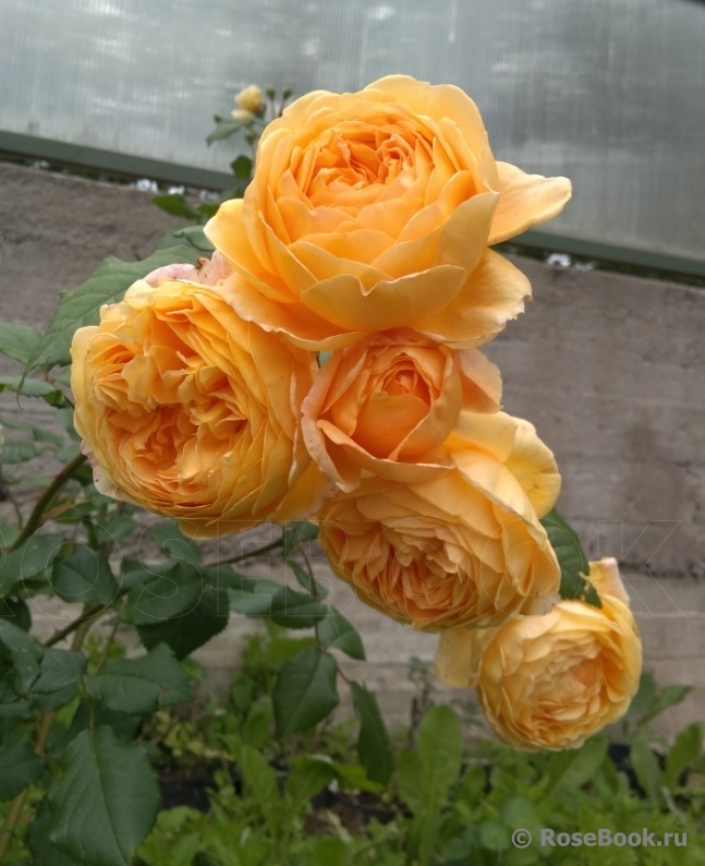 Crown Princess Margareta®