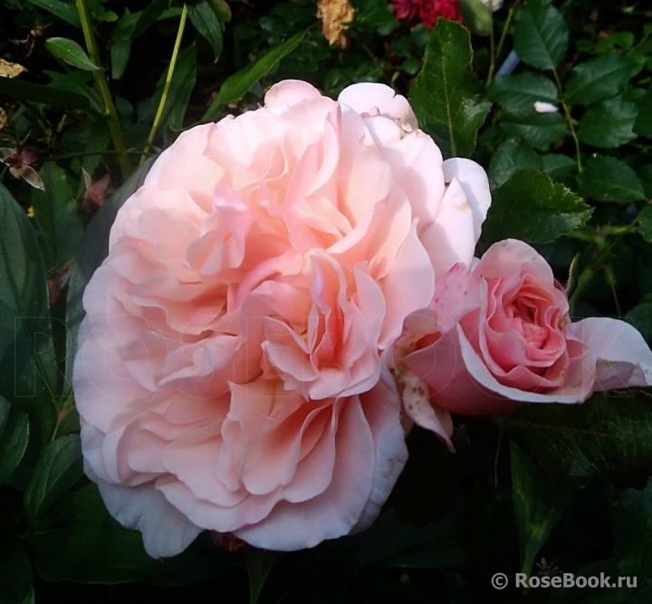 Rose de Tolbiac ®