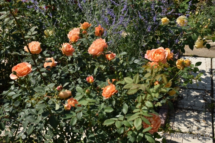 Lady of Shalott 