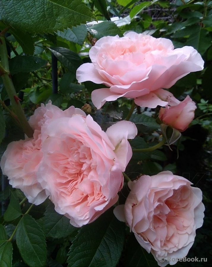 Rose de Tolbiac ®