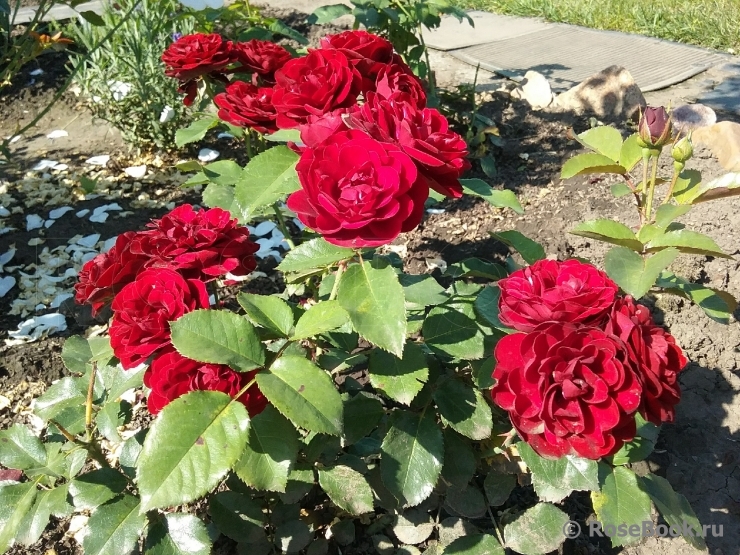 Coeurs de Vendee