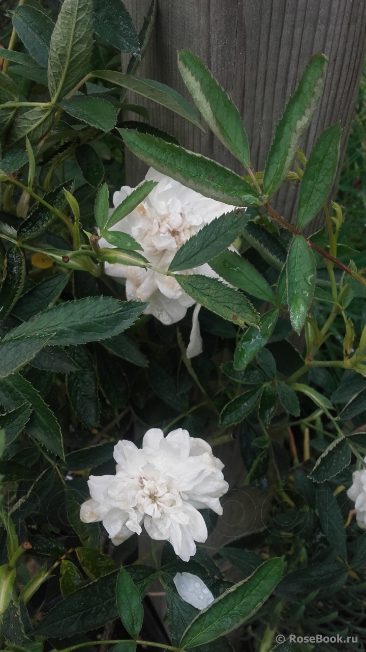 Rosa cannabifolia