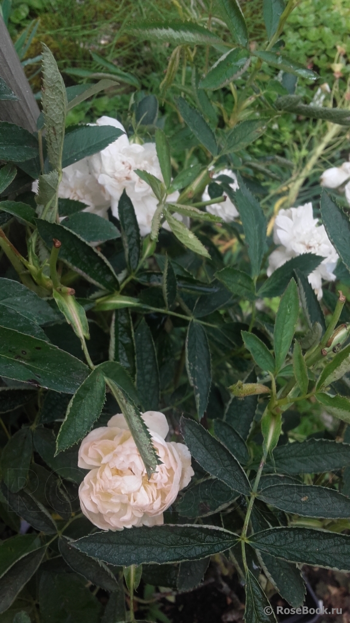 Rosa cannabifolia