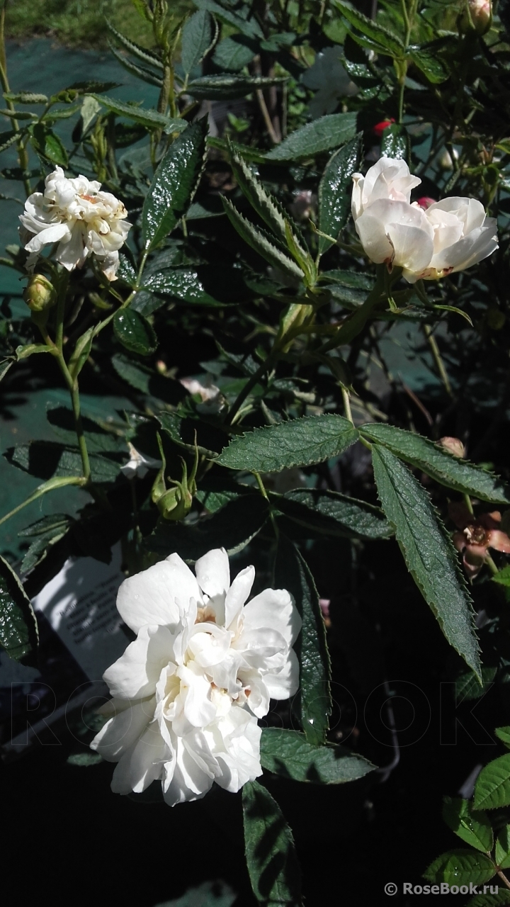 Rosa cannabifolia