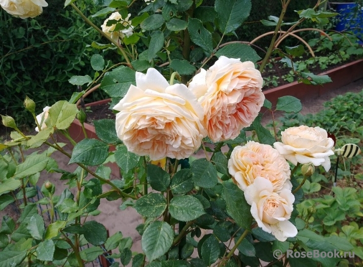 Crown Princess Margareta®