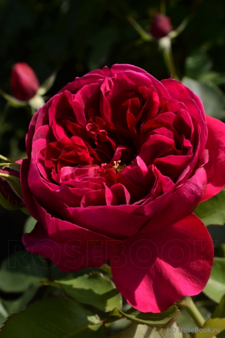 Darcey Bussell 