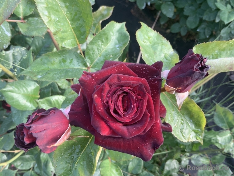 Black Baccara