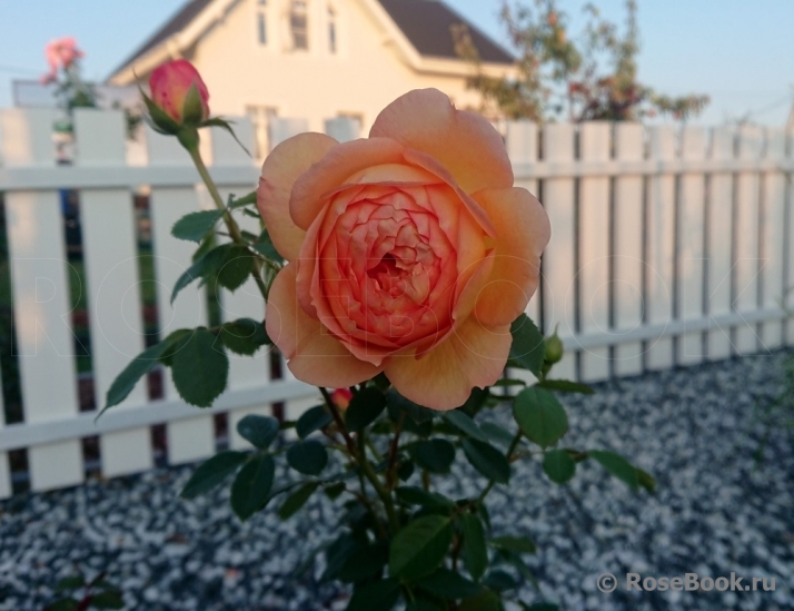 Lady of Shalott 