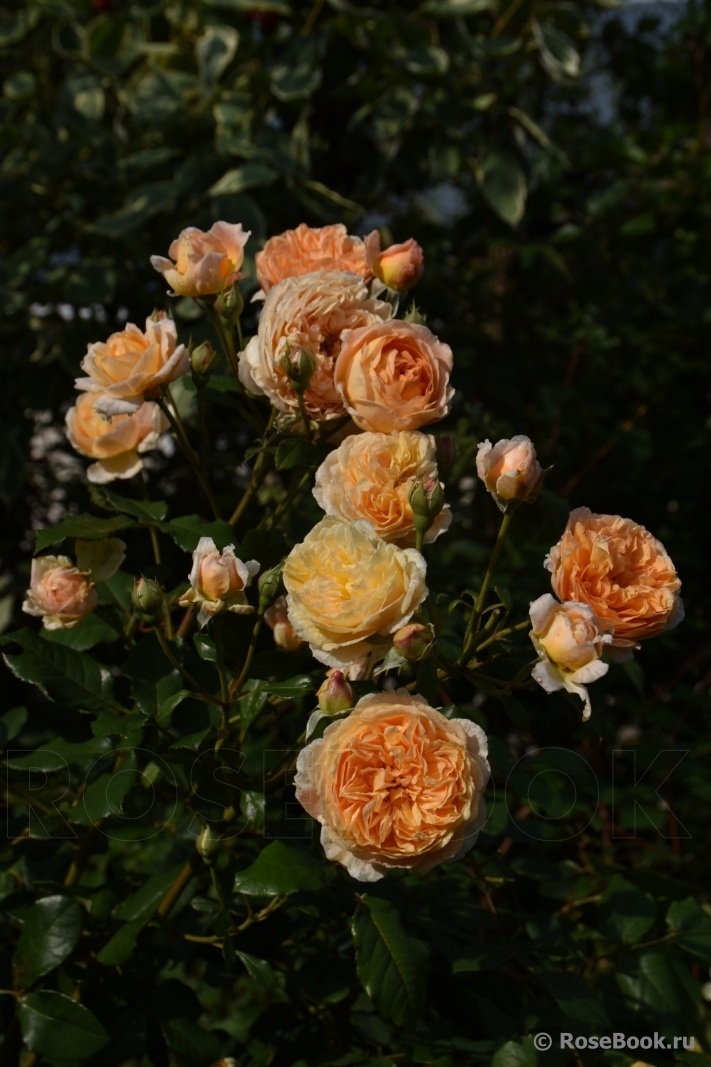 Crown Princess Margareta®