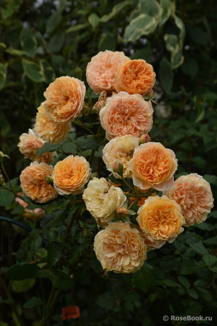 Crown Princess Margareta®